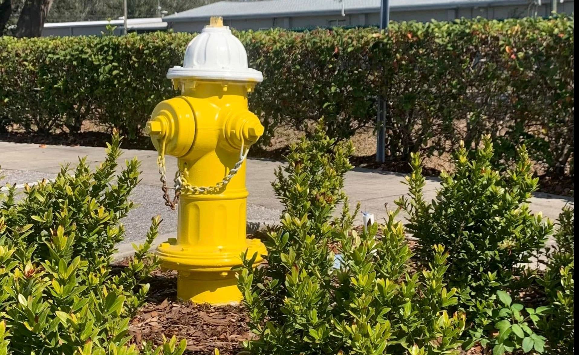 A bright yellow fire hydrant is pictured among decorative landscaping. 